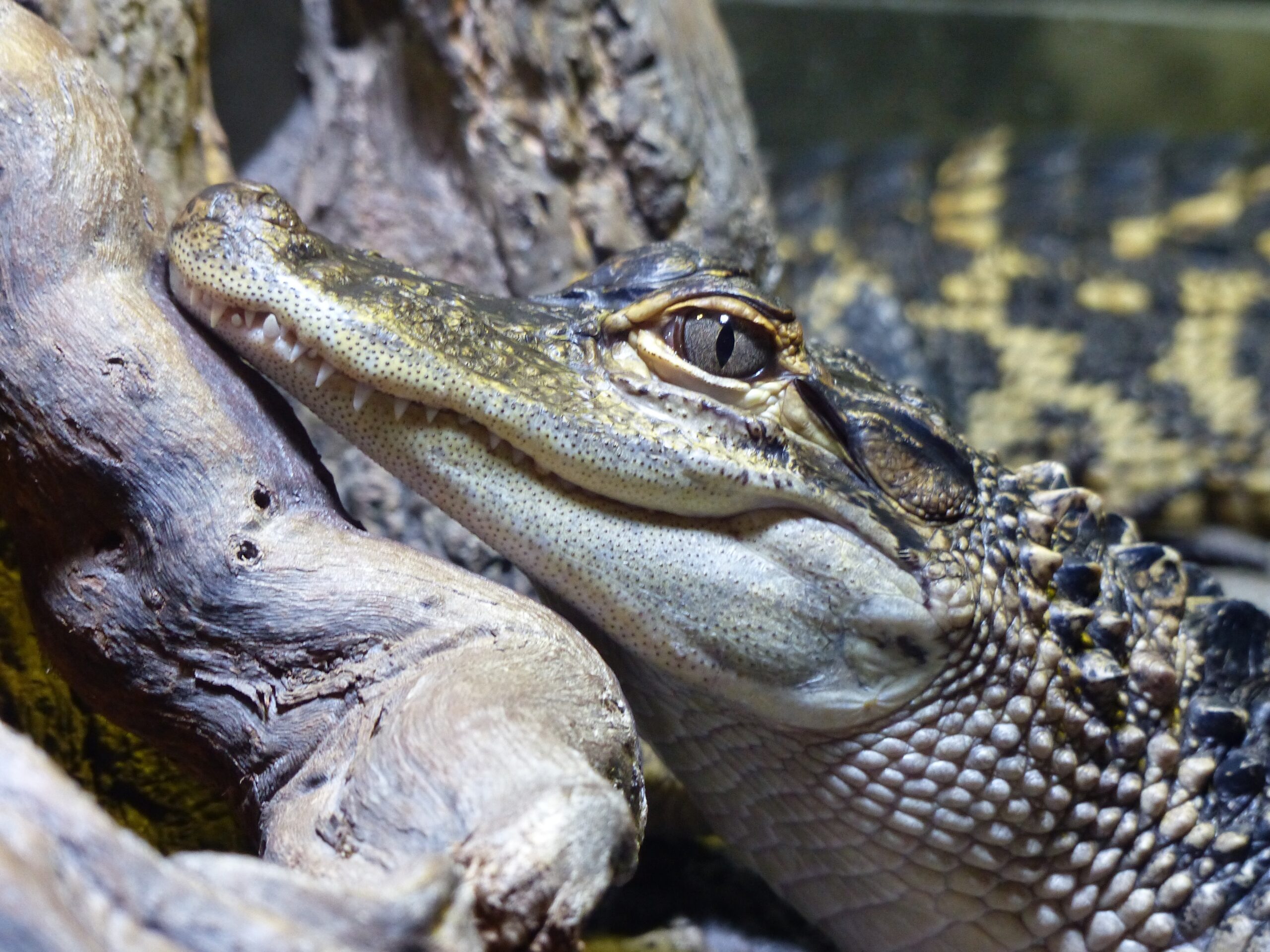 Close up of crocodile