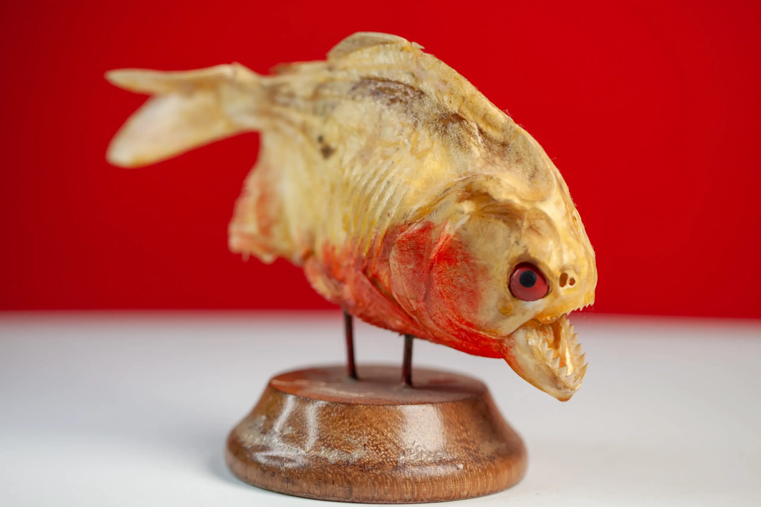 Piranha figurine on a wooden stand