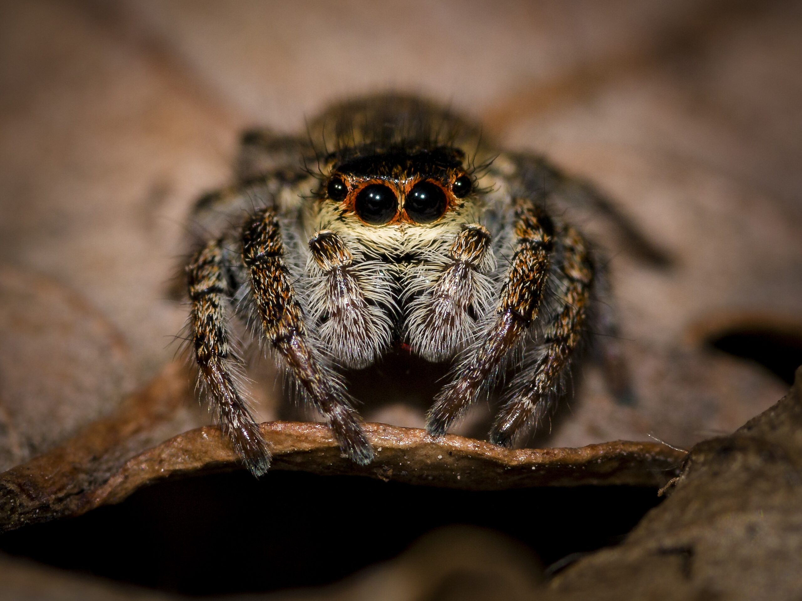Animal hairy macro spider